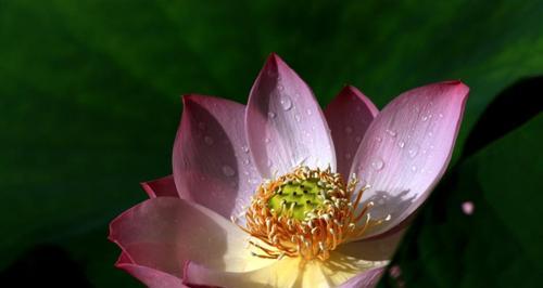以莲花的花语是什么（探秘莲花的象征意义）