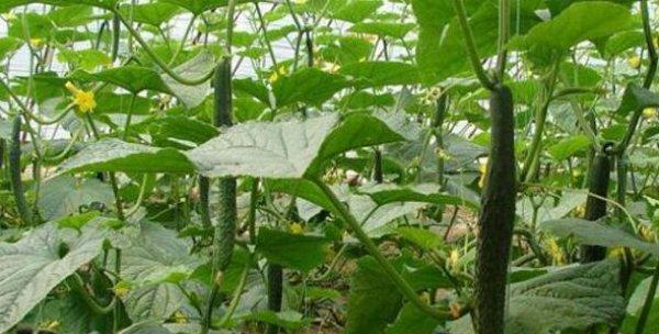 小黄瓜种植全攻略（时间、方法、育苗和管理）