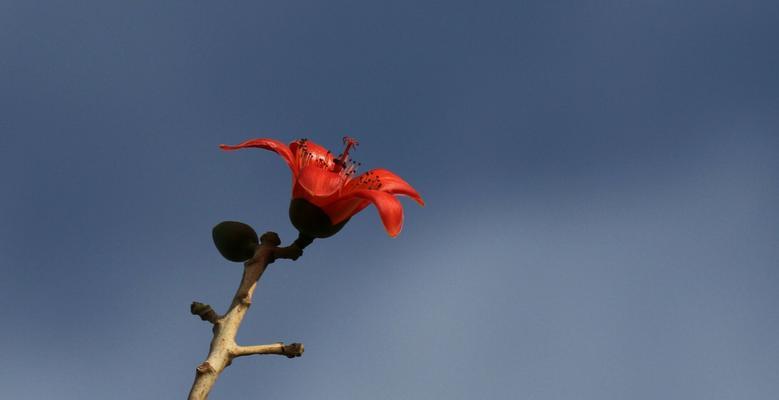 木棉花的寓意与象征（探寻木棉花的象征意义和寓意）