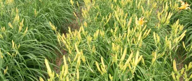 黄花菜——一种富含营养的传统食材（营养丰富的黄花菜的起源）