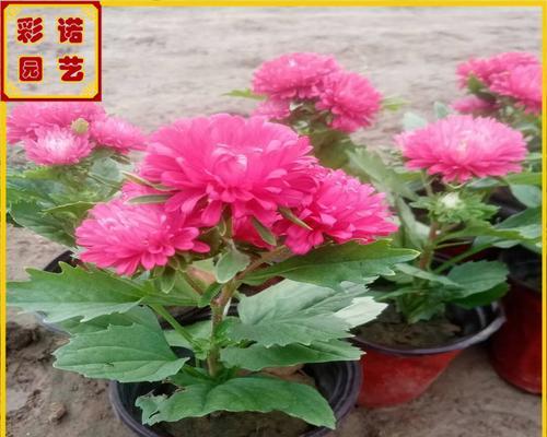 以蓬径（寻觅生命的轨迹）