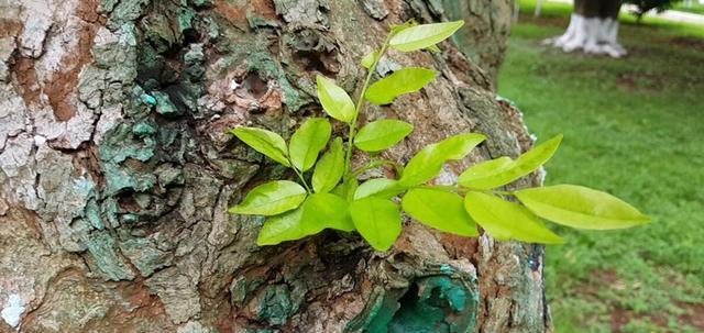 黄花梨树的开花情况及特点（探究黄花梨树开花的颜色）