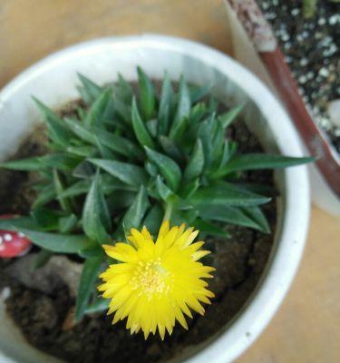 黄花照波开花时间解析（探寻黄花照波的生长习性与开花规律）