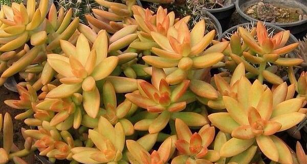 打造古朴典雅的庭院花卉——黄花照波的爆盆养殖秘籍（打造古朴典雅的庭院花卉——黄花照波的爆盆养殖秘籍）