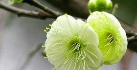 水晶花的花语（探寻水晶花的神秘花语）