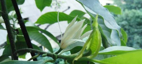 黄角兰开花季节（了解黄角兰花期）