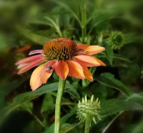 松果菊（花语传递思念与祝福）