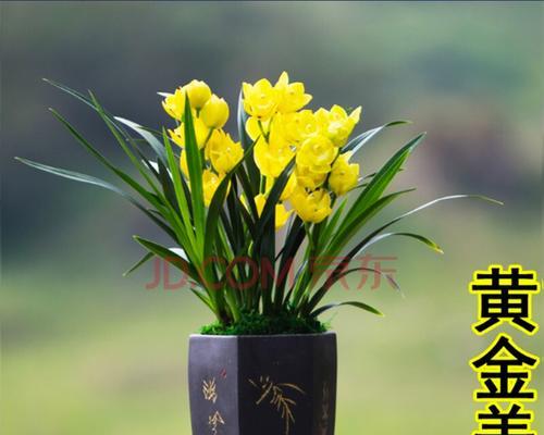 金色芬芳阐释黄金兰的花语与寓意（从神圣、尊贵到浪漫、温情）