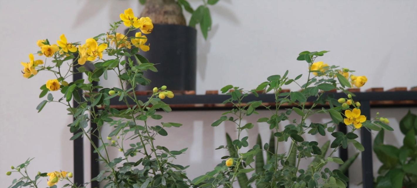 黄金梅花开的时间及月份（黄金梅的生长习性与开花规律）