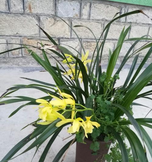 黄金小神童兰花的养护与管理（兰花养护从入门到专业）