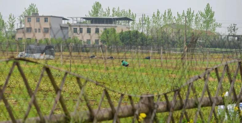 如何正确养护黄荆冬天下山桩（养护黄荆下山桩的方法与技巧）