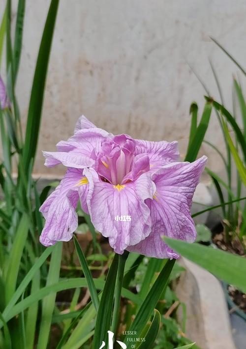菖蒲的象征与寓意（揭示生命与希望之花的菖蒲）