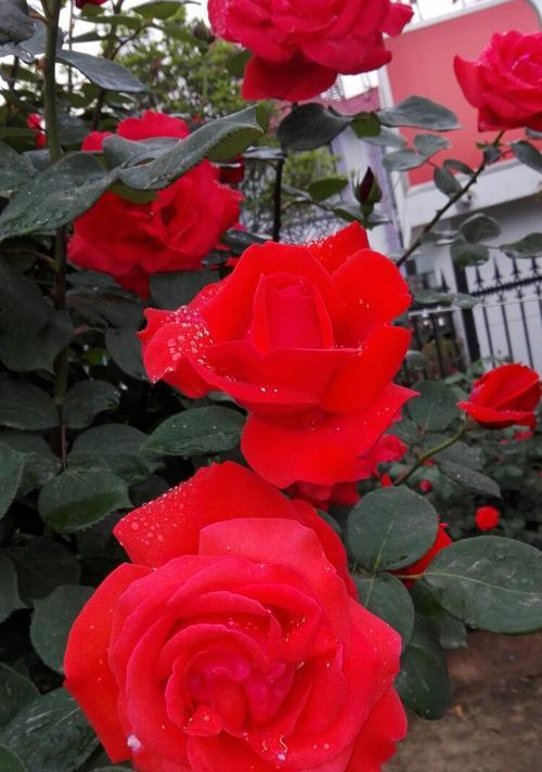 橘色月季的花语与寓意（橘色月季花的秋日之美与希望）