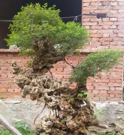 黄荆盆景的落叶现象（黄荆盆景冬季的落叶原因及应对方法）