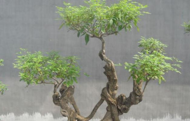 黄荆盆景的养护方法（关注细节）