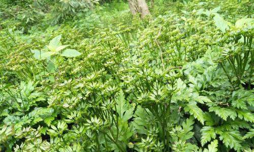 黄连品种全面介绍（从草本植物到中药材）