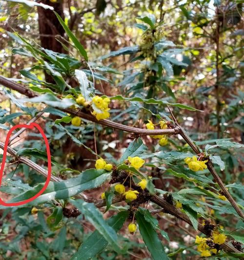黄连的双子叶植物身份揭秘（探寻黄连的种类分类及特征）