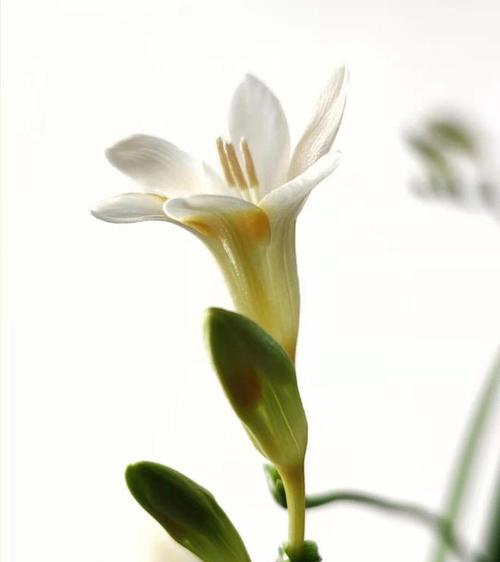 香雪兰——花开寓意生命之美（美丽的香雪兰花语与人生哲理）