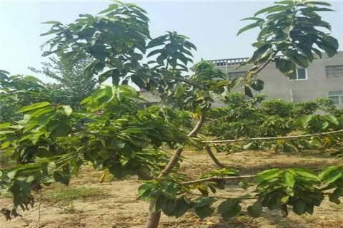 黄泥地适宜种植的树种（了解黄泥地特点）
