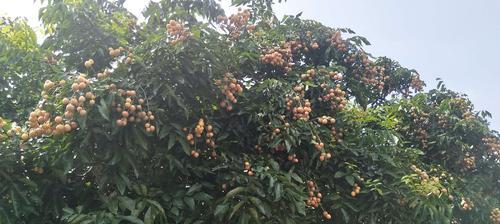黄皮果成熟时间全解析（从花期到采摘）