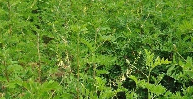 探寻黄芪的生长环境和生长地方条件（黄芪种植需求及应注意的事项）