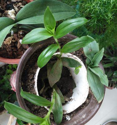 植物中的教师精神（以象征教师精神的植物为主题）
