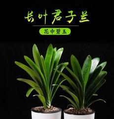 植物中的君子之象征（以德为本）