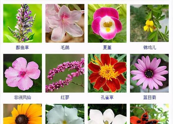 清廉之花（廉洁之道）