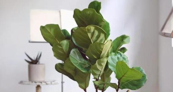 生机盎然的植物与美好未来（以植物为象征的梦想与希望）