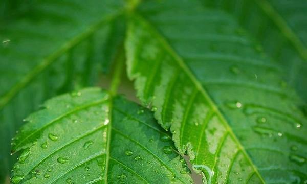 平凡之美（探索生命中平凡而不可或缺的植物世界）