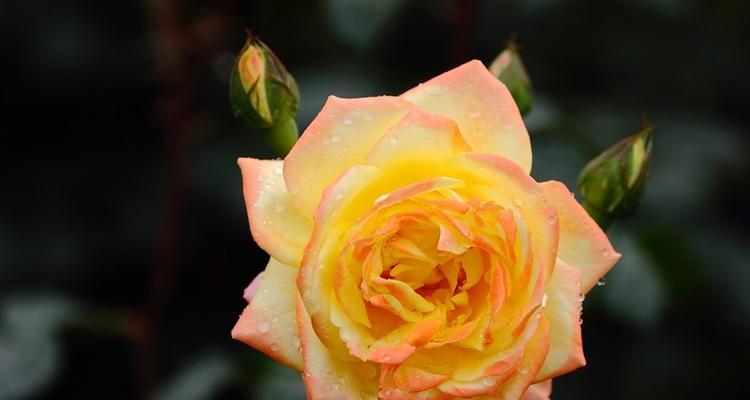 探讨黄色月季花的花语、象征和文化意义（探讨黄色月季花的花语）