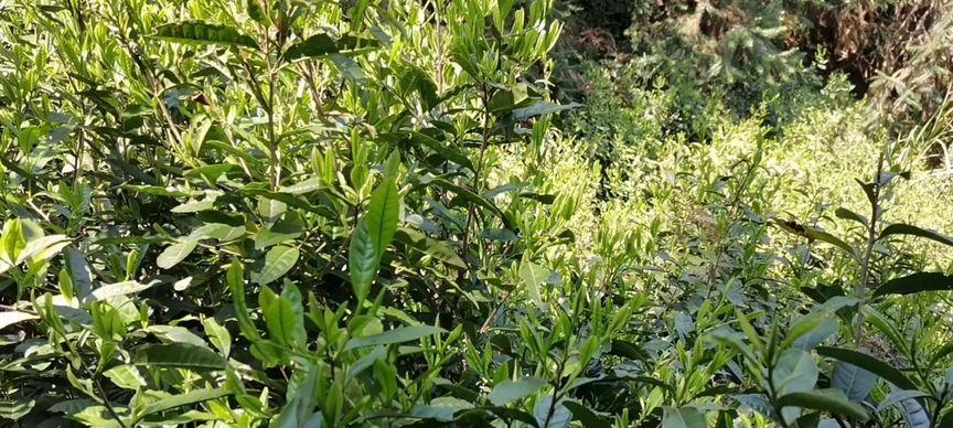 黄山野茶的种类和特点（探秘黄山野茶）