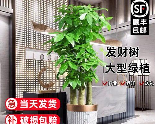 植物中象征事业步步高升的神奇力量（探寻象征事业成功的植物世界）