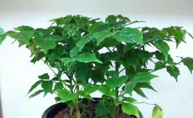 幸福之花（以植物为媒介）