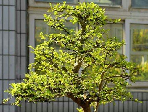 植物的力量（揭示植物世界中的仁爱与助人）