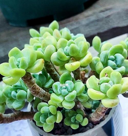 以象征自信的植物为主题的文章（探索自信的花朵和树木）