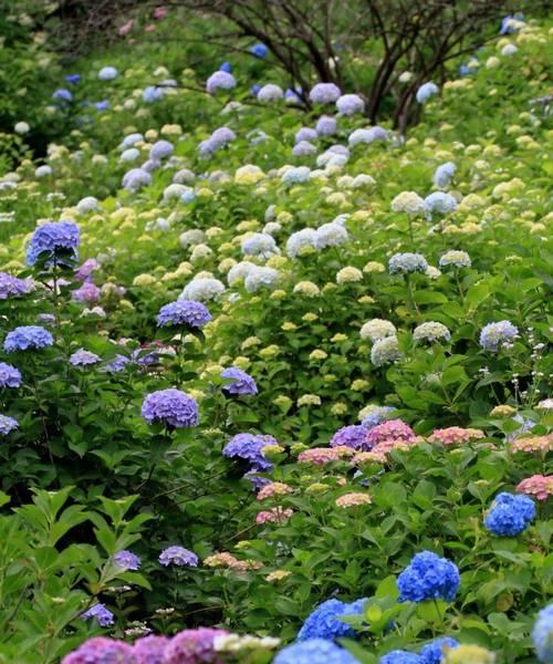 绣球花的象征意义及其寓意（探索绣球花背后的深刻意义）