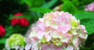 绣球花的花语与意义（解读绣球花的神秘语言）