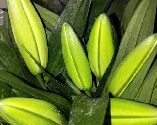 黄天霸百合的香味安全性分析(探究黄天霸百合的香味对人体健康的影响) 黄天霸百合的香味安全性分析(探究黄天霸百合的香味对人体健康的影响)