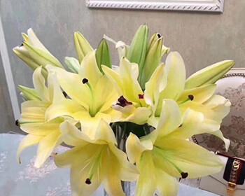 黄天霸百合的养殖技巧（打造花园中的黄金花1个）