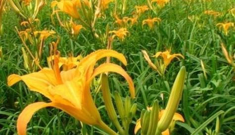 黄土能种花吗（探究黄土的肥力和适合种植的花卉种类）