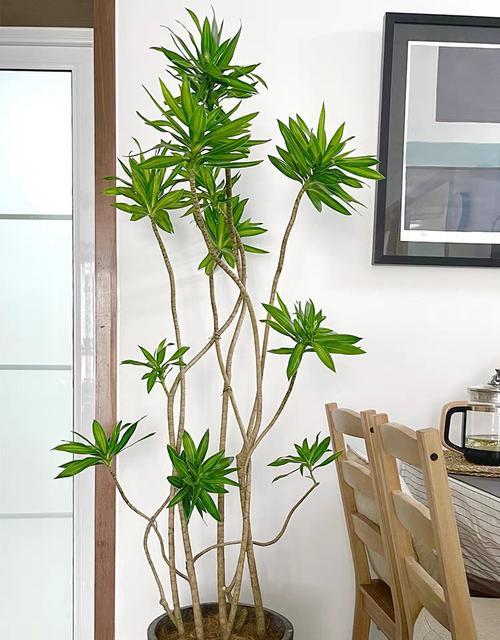 摇钱树开花的寓意（财富的奇迹——摇钱树开花）