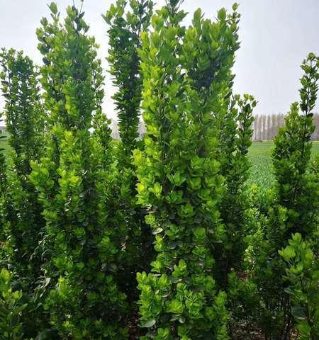 黄杨冬天能栽活吗（寒冬也能种植黄杨）
