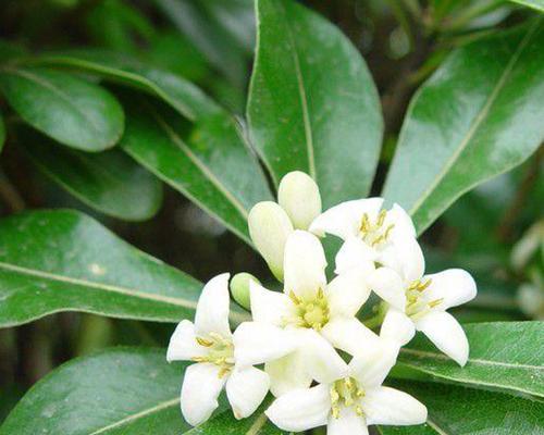 黄杨开花是什么颜色的花（黄杨开花的颜色及相关知识）
