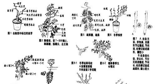 黄杨球修剪指南（快速掌握黄杨球修剪技巧）