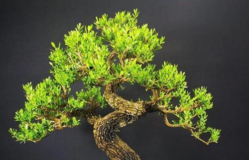 黄杨换盆时间及注意事项（黄杨什么时候换盆最好）