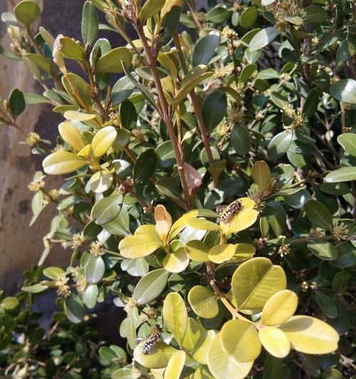 黄杨开花时间和特点解析（探秘黄杨花期）
