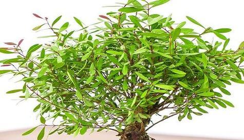 黄杨——一种常见的园林植物（生长环境）