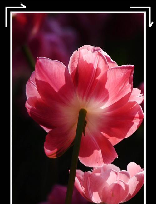 郁金香的花语（用一朵郁金香）