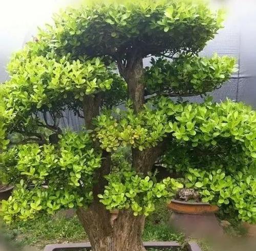黄杨树养殖技巧（打造美丽花园的秘诀）